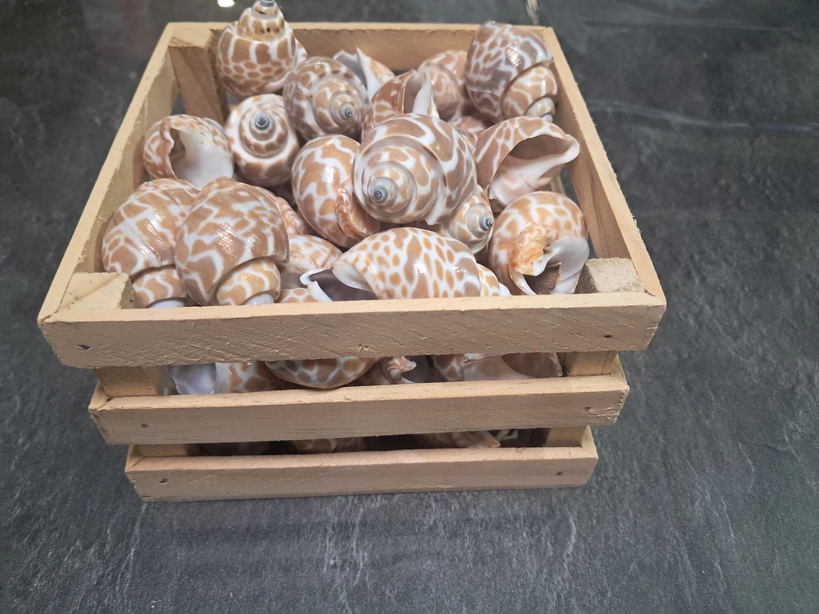Large batch Babylonia decorative shells (with box) – photo 2